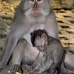 monkey_macaque_balinese_mf_ubud_v_0259_bal0260.jpg